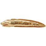 ながーいけりぐるみ 黄金のウツボ  【×3セット】(セレクト品)