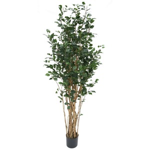 �͹����տ�ʪ���ե��������꡼�󡡥٥󥸥�ߥ�1800���ڥ٥󥸥�ߥʡ��͹����տ�ʪ��¤�֡�