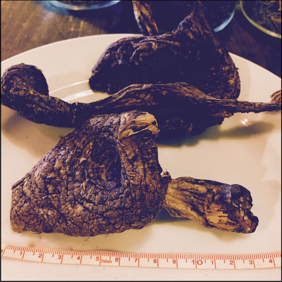 幻のキノコ「香茸（コウタケ）」通販サイトはこちらから！