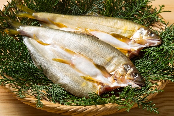 低温熟成無添加 鮎（あゆ）の干物｜博多ウエダのひもの通販｜九州の旬