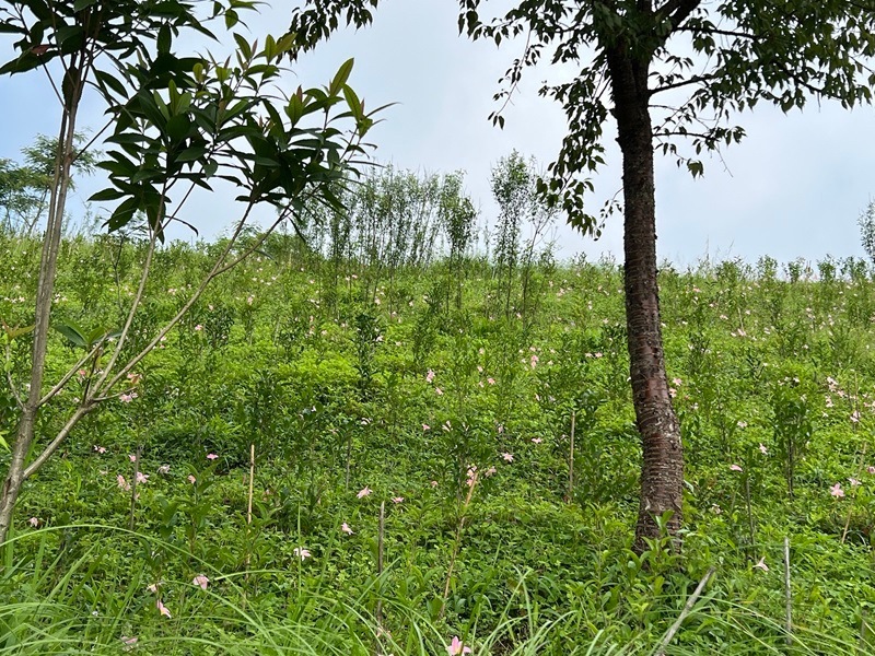 ��������� ������å����DJ-61 2025ǯ������ɥե�å���