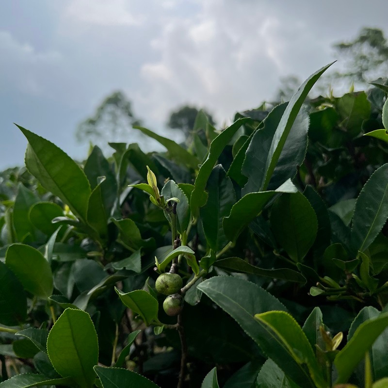 ��������� ���륶��ӥ塼�ƥ��� 2025ǯ������ɥե�å���ʥ��륶������