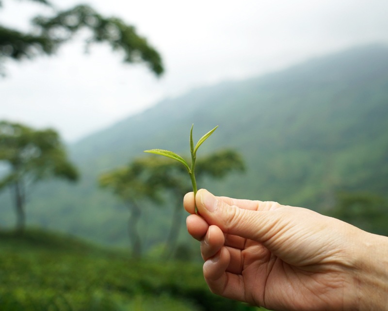 ��������� �ԥ�å��ܥ����  EX-49 2025ǯ������ɥե�å���