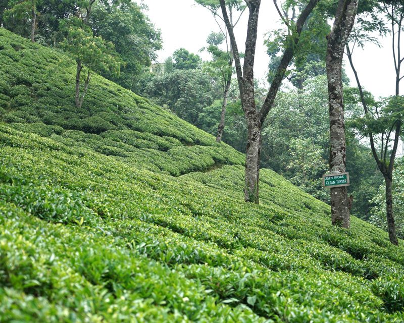 ��������� �ԥ�å��ܥ����  EX-49 2025ǯ������ɥե�å���