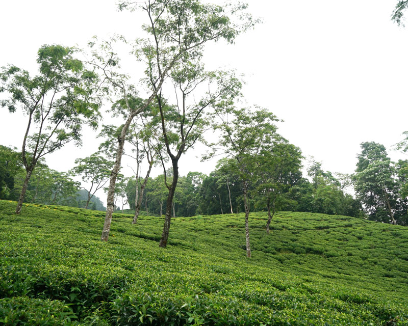 ��������� �ԥ�å��ܥ����  EX-49 2025ǯ������ɥե�å���