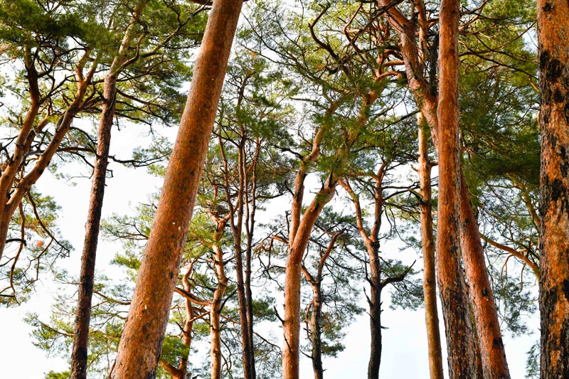 �������� Shiki �ڤ��㡦�ϡ��֥ƥ���2160�߰ʾ�Ȥ��㤤��碌�оݾ��ʡ�