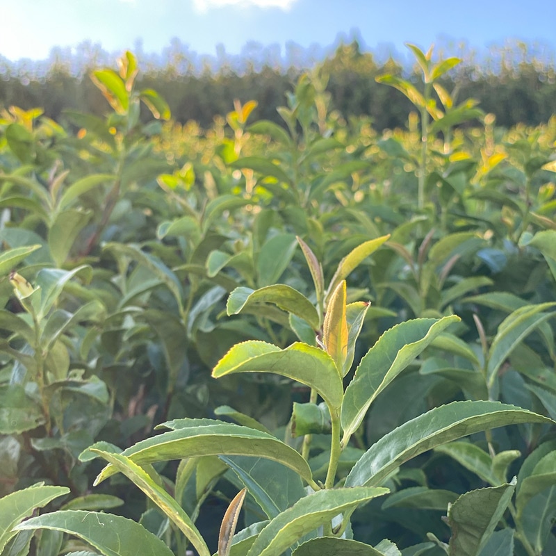 ��������ޤ��������