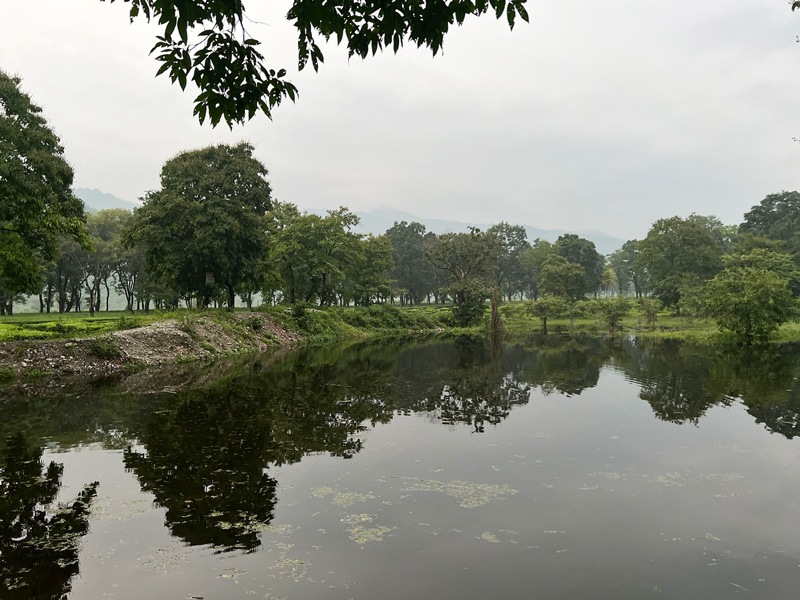 ɥ ץå硼 Golden Tips