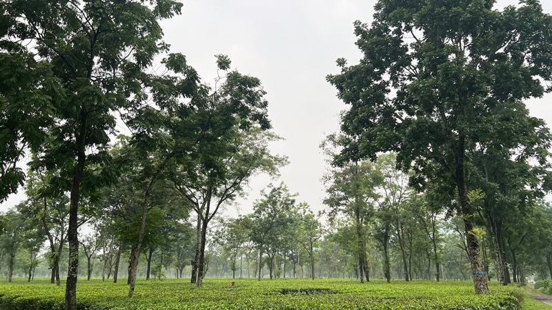 ɥ ץå硼 Golden Tips