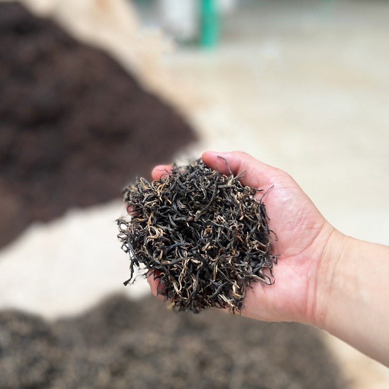 ɥ ץå硼 Golden Tips