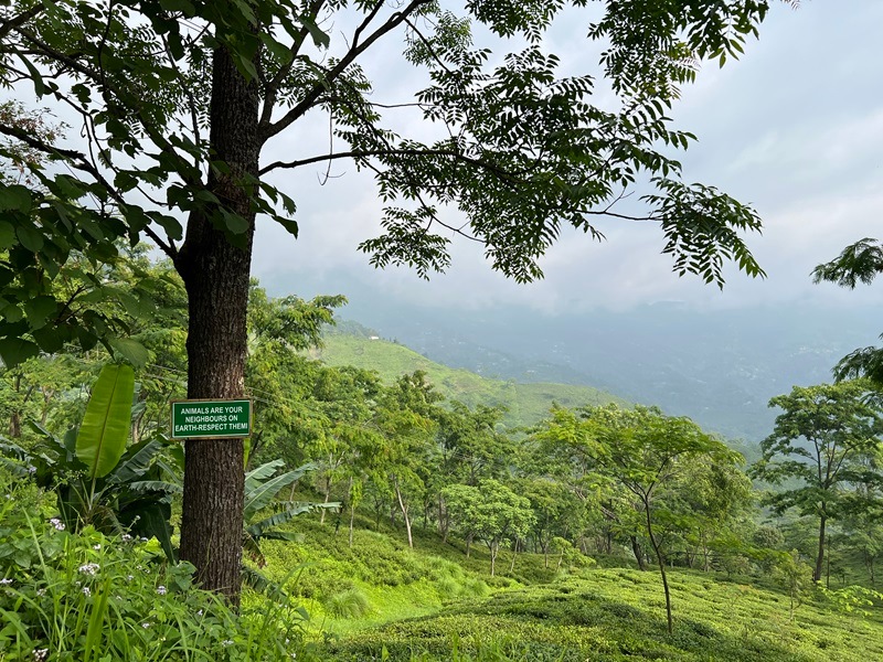  åDJ-83 2024ǯɥեå