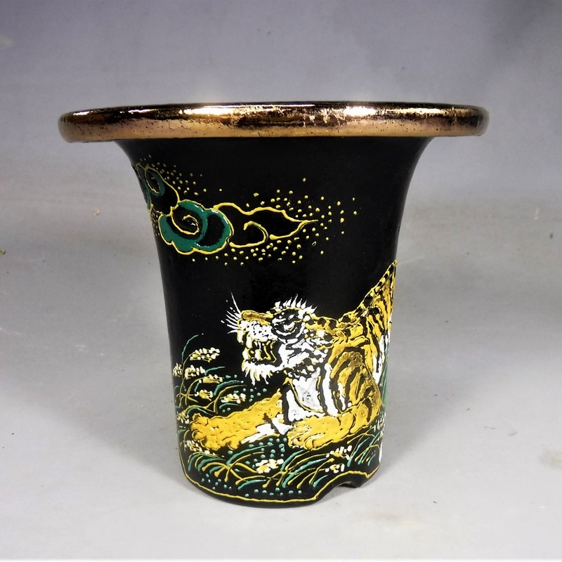 蘭鉢　亘 錦鉢（41）愛楽園、亘作4寸鉢 | 春蘭・富貴蘭WEB通販 三香園