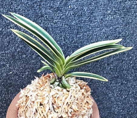 富貴蘭 建白冠 1本子付き | 春蘭・富貴蘭WEB通販 三香園