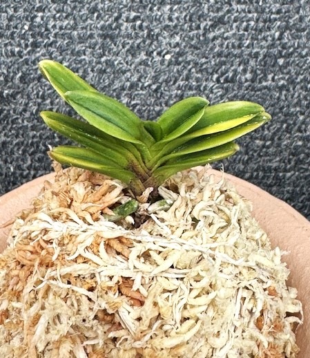 【迎春特別価格品】富貴蘭　必見！！超レア系統の高橋羆 富貴蘭 鶯 割り子1本立ち | 春蘭・富貴蘭WEB通販 三香園