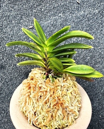 富貴蘭 玉鏡 3本立ち | 春蘭・富貴蘭WEB通販 三香園