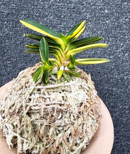 富貴蘭　富貴殿② 1本子2 000000002970_HwPgZk1.jpg