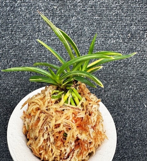 富貴蘭 金司龍 3本子付き | 春蘭・富貴蘭WEB通販 三香園