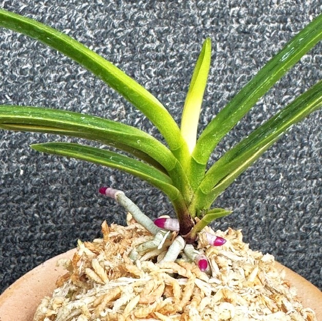 富貴蘭 阿波牡丹 1本立ち | 春蘭・富貴蘭WEB通販 三香園