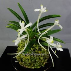 富貴蘭 黒金牡丹(美咲園) （富貴蘭 最上芸最上柄【N o2黒牡丹縞