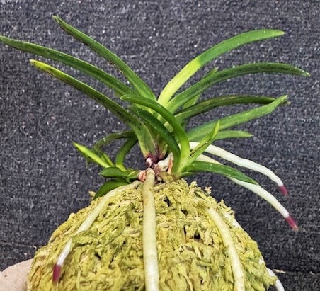 富貴蘭 鑢高隈墨芸 4本子付き | 春蘭・富貴蘭WEB通販 三香園