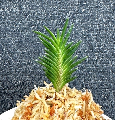 富貴蘭　萩宝扇 萩宝扇】 | 富貴蘭を楽しんでブログ