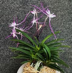 【 富貴蘭 】濃い京美人 香り◎ 開花中　257 富貴蘭(風蘭)交配種 今年も二色の綺麗な花が咲きまし