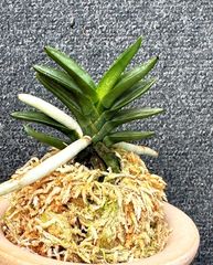 売約済 | 春蘭・富貴蘭WEB通販 三香園