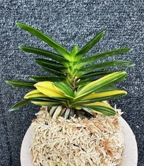 �ٵ����������������Ω�����դ�