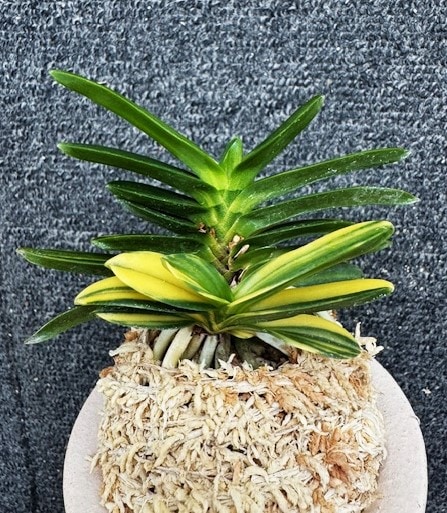 富貴蘭　天玉宝（仔付き）速達込み 富貴蘭【天玉宝】 | 富貴蘭を楽しんでブログ