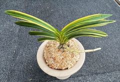 �ٵ��������ŷζ������Ω��