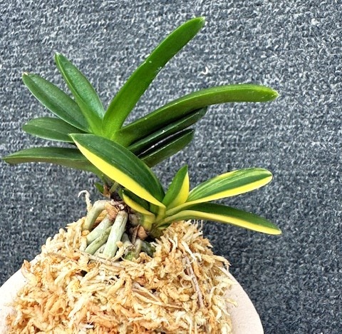 富貴蘭 金剛宝 1本子付き | 春蘭・富貴蘭WEB通販 三香園