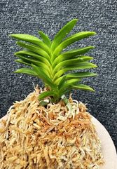 �ٵ�������������ܻ��դ�