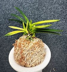 売約済 | 春蘭・富貴蘭WEB通販 三香園