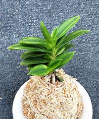 春蘭・富貴蘭WEB通販 三香園 |