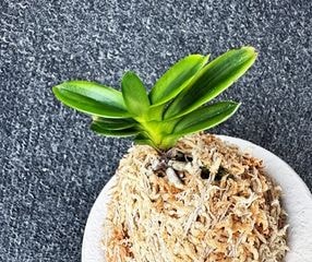 春蘭・富貴蘭WEB通販 三香園 |