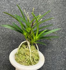 春蘭・富貴蘭WEB通販 三香園 | 商品一覧