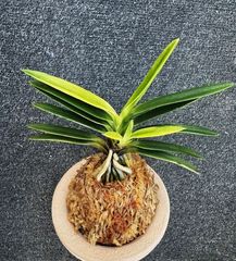 売約済 | 春蘭・富貴蘭WEB通販 三香園