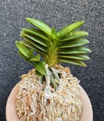 春蘭・富貴蘭WEB通販 三香園 |