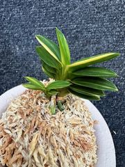 富貴蘭　大観(3本子付き) 富貴蘭 天明 5本子付き | 春蘭・富貴蘭WEB通販 三香園