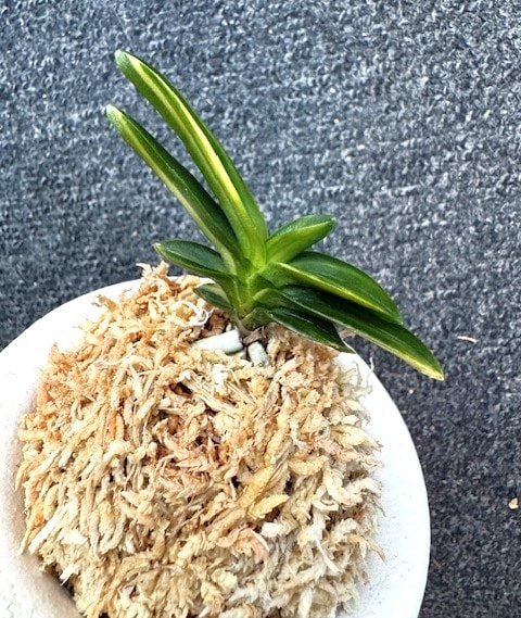 富貴蘭　必見！!高橋羆(本芸の子付き) 富貴蘭 必見！!高橋羆(本芸の子付き) 紺上げ良い【天橋満月】 - 東洋