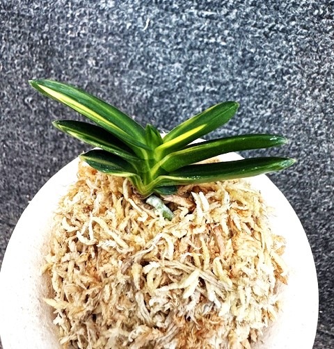 富貴蘭　霧島(斑入り) 富貴蘭 霧島(斑入り)