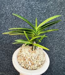 富貴蘭　紫織(極上柄!) F528 匂威（n192）￥16,000 | 有限会社 岡部園芸