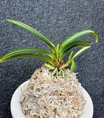 �ٵ����������¡����ܻ��դ�