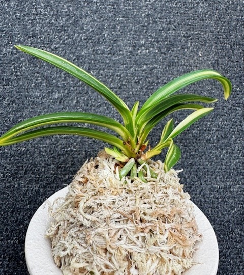 富貴蘭 白涼殿 3本子付き | 春蘭・富貴蘭WEB通販 三香園