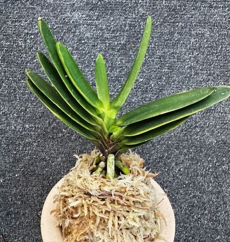 富貴蘭 仁王殿 1本子付き | 春蘭・富貴蘭WEB通販 三香園