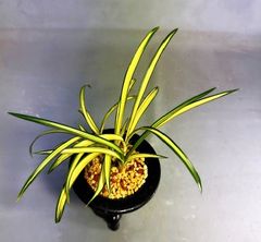 �ڹ���������硡���ڣ���Ω��