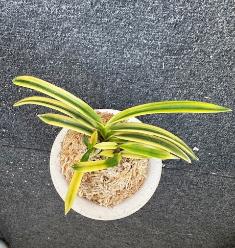 [年末大感謝祭東京土産編激安!!]富貴蘭　錦織(本芸品3本子付き) 年末大感謝祭東京土産編激安!!]富貴蘭 錦織(本芸品3