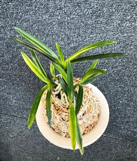 富貴蘭 金牡丹 5本子付き | 春蘭・富貴蘭WEB通販 三香園