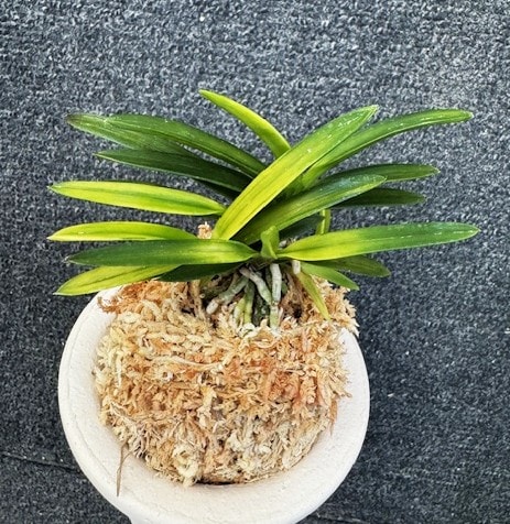 富貴蘭 金牡丹 4本子付き | 春蘭・富貴蘭WEB通販 三香園