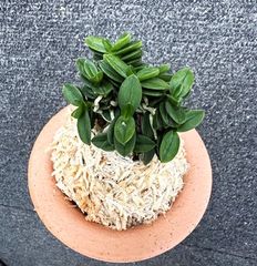 売約済 | 春蘭・富貴蘭WEB通販 三香園